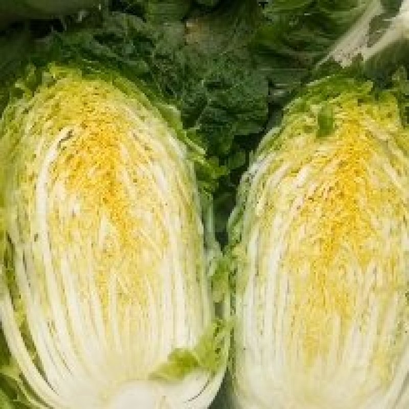 滕州黄心大白菜，产地直销，大量供应酸菜厂，泡菜厂，市场