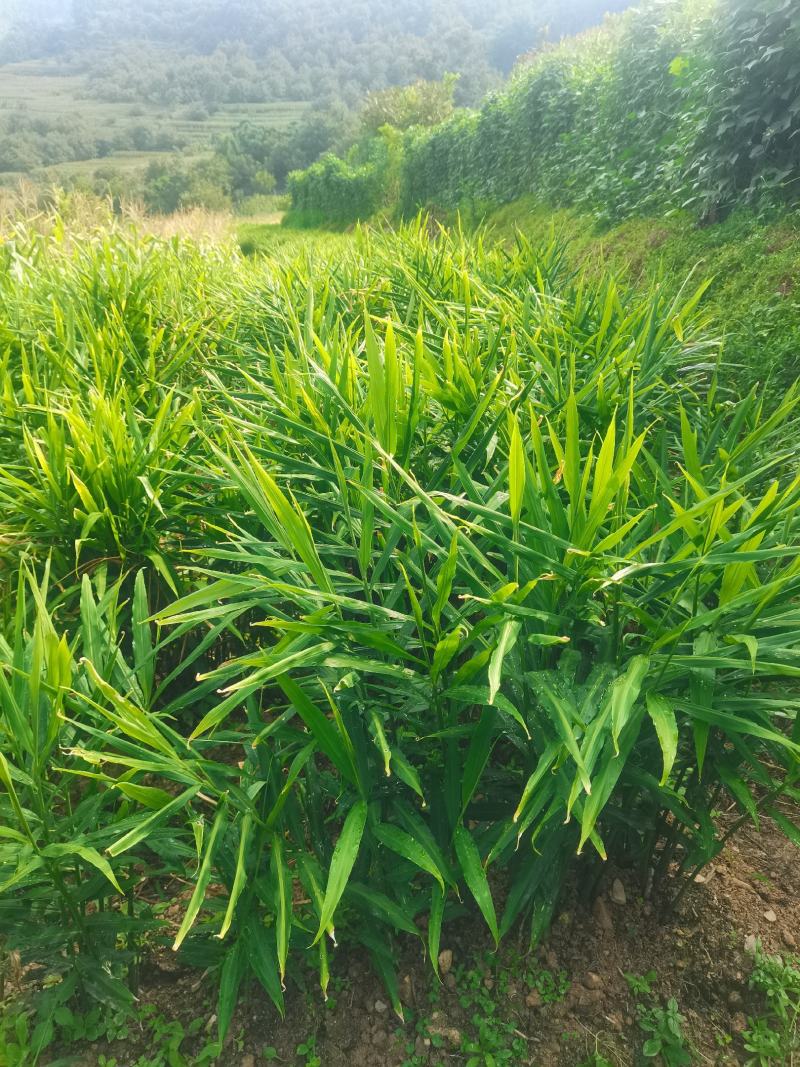 生姜（贵州二号，姜种）
