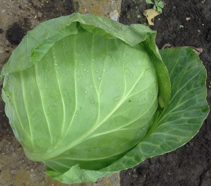 展示多个不同颜色和大小的圆包菜,突出其饱满球形和光滑叶片 圆包菜外观展示
