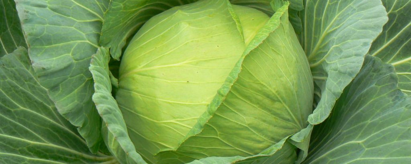 展示圆包菜的营养成分分析图表,包含维生素C、纤维、钾等元素的含量说明 圆包菜营养成分表