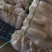 河南省内黄县次品白箩卜上市中