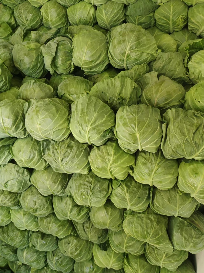 圆包菜对接加工厂价格优惠