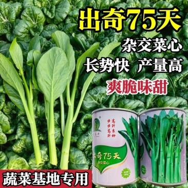出奇75天杂交菜心种子浓绿尖叶菜苔种子爽脆味甜纤维少