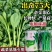 出奇75天杂交菜心种子浓绿尖叶菜苔种子爽脆味甜纤维少