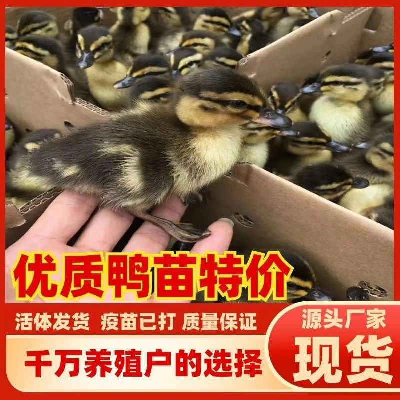 大种土鸭苗番鸭苗金定鸭苗麻鸭苗公母都有顺丰发货