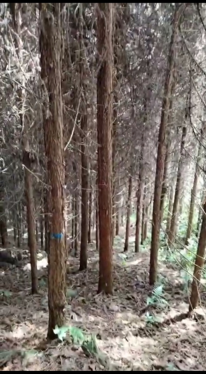 4米长杉木大量现货