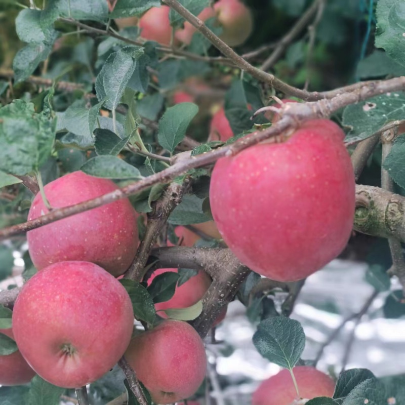 【复购高】四川苹果/高山野生苹果/产地直发/欢迎咨询