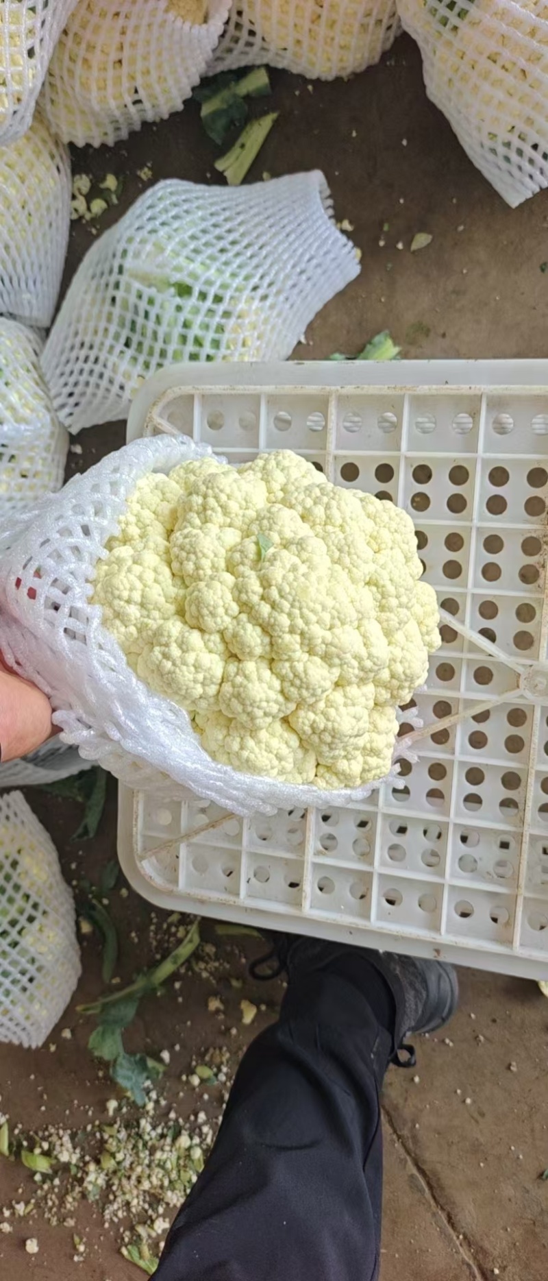松花菜有机花菜散花菜大量上市，专业代办保质保量，供应全国