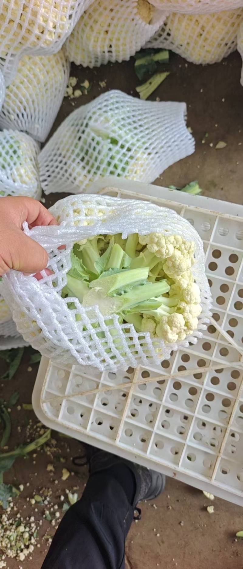 松花菜有机花菜散花菜大量上市，专业代办保质保量，供应全国