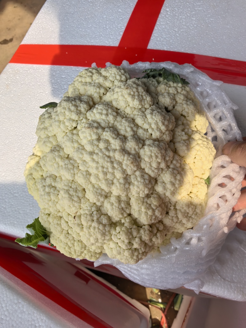 松花菜有机花菜散花菜大量上市，专业代办保质保量，供应全国