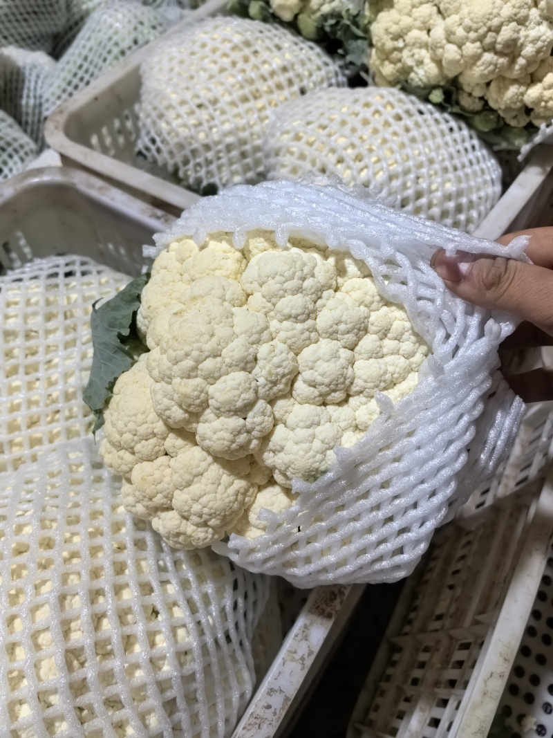 松花菜有机花菜散花菜大量上市，专业代办保质保量，供应全国
