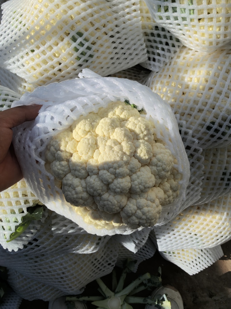 松花菜有机花菜散花菜大量上市，专业代办保质保量，供应全国