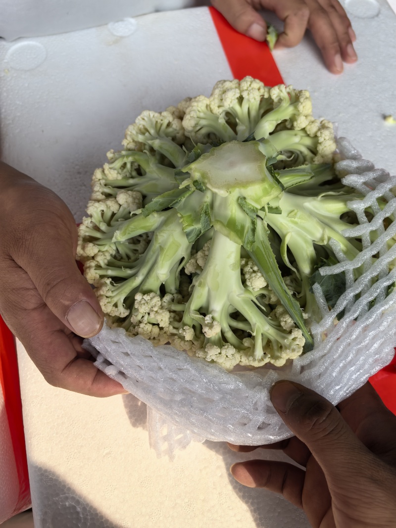 松花菜有机花菜散花菜大量上市，专业代办保质保量，供应全国