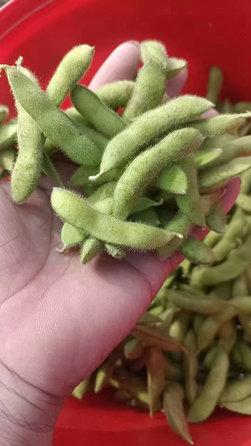 【优选】江苏南通精品毛豆产地直发货源充足
