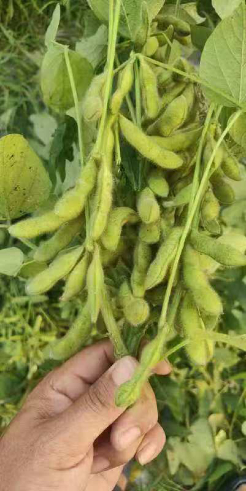 【优选】江苏南通精品毛豆产地直发货源充足