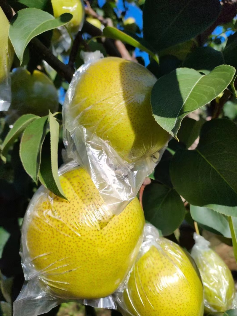 河北遵化精品雪花梨、皮毛干净、口感特别甜、产地大量供应
