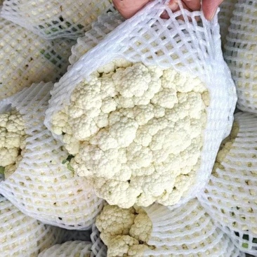 松花菜有机花菜散花菜大量上市，专业代办保质保量，供应全国