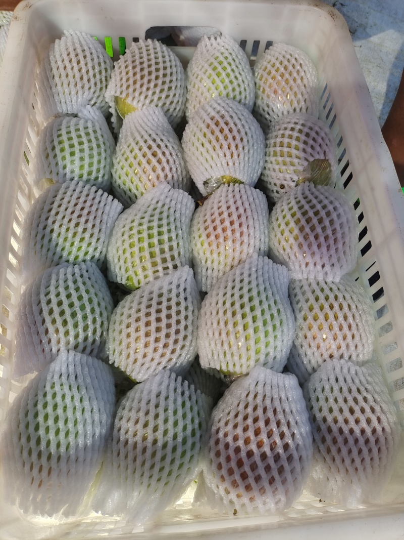魅梨7号，大量现货，可根据要求包装上车，口感脆甜，无渣。