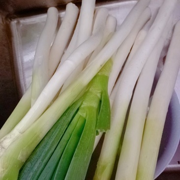 长白大葱是大葱的一种优良品种
