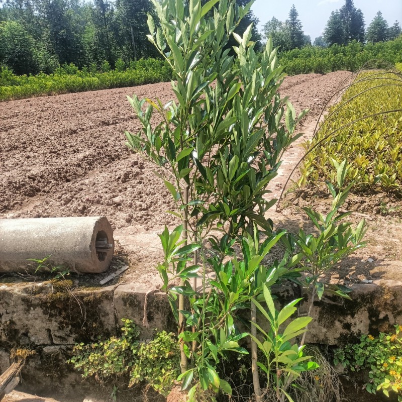 法国冬青重庆基地