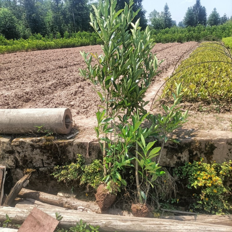 法国冬青重庆基地