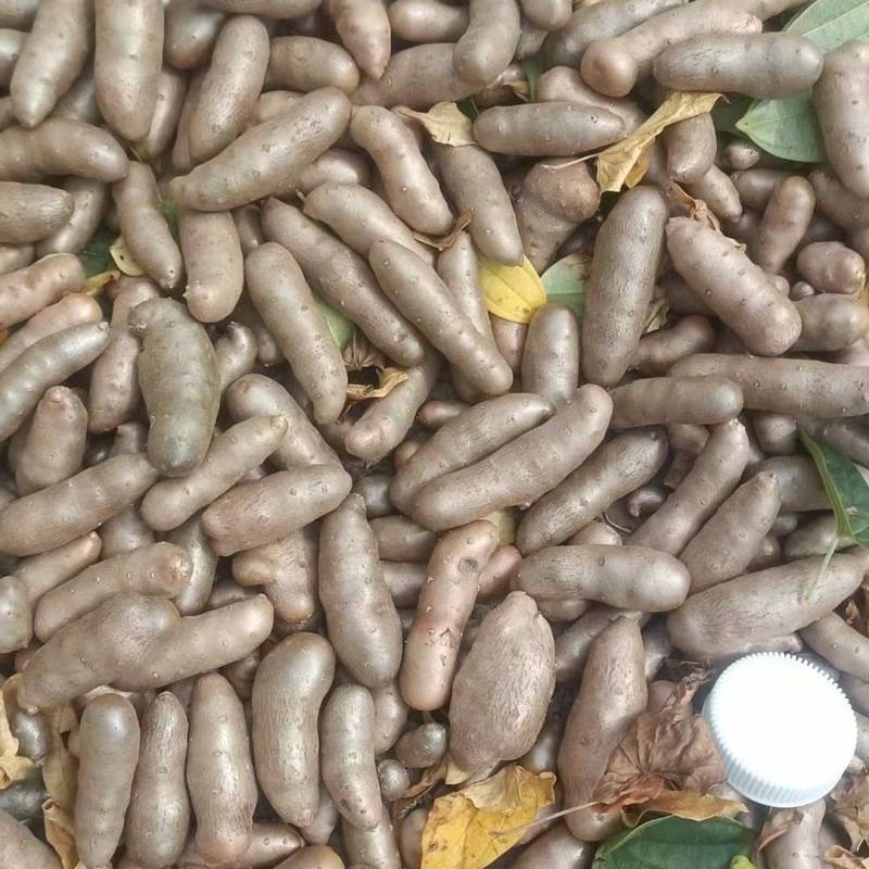 小白嘴山药豆批发全年有货