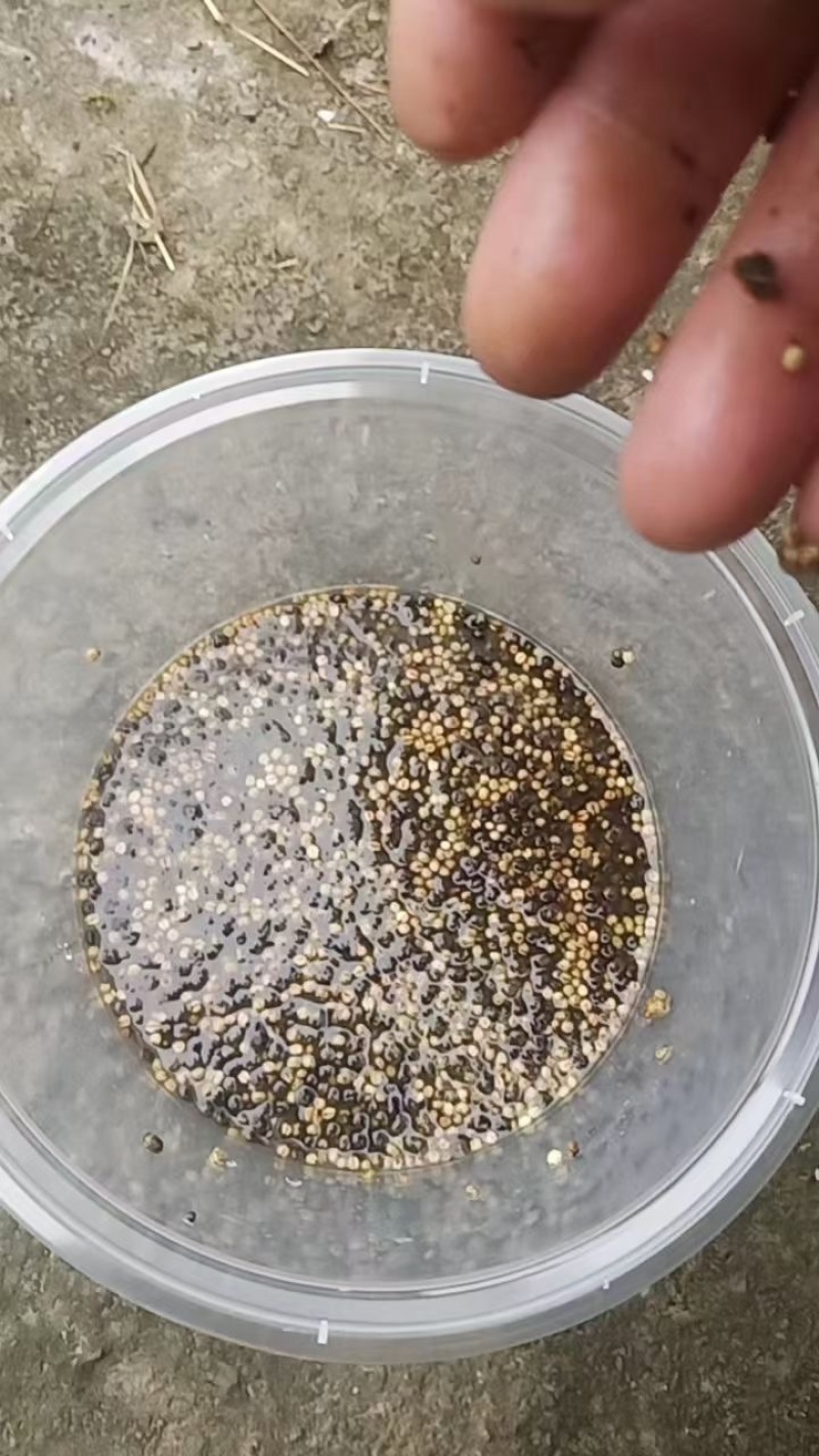 大通草种子