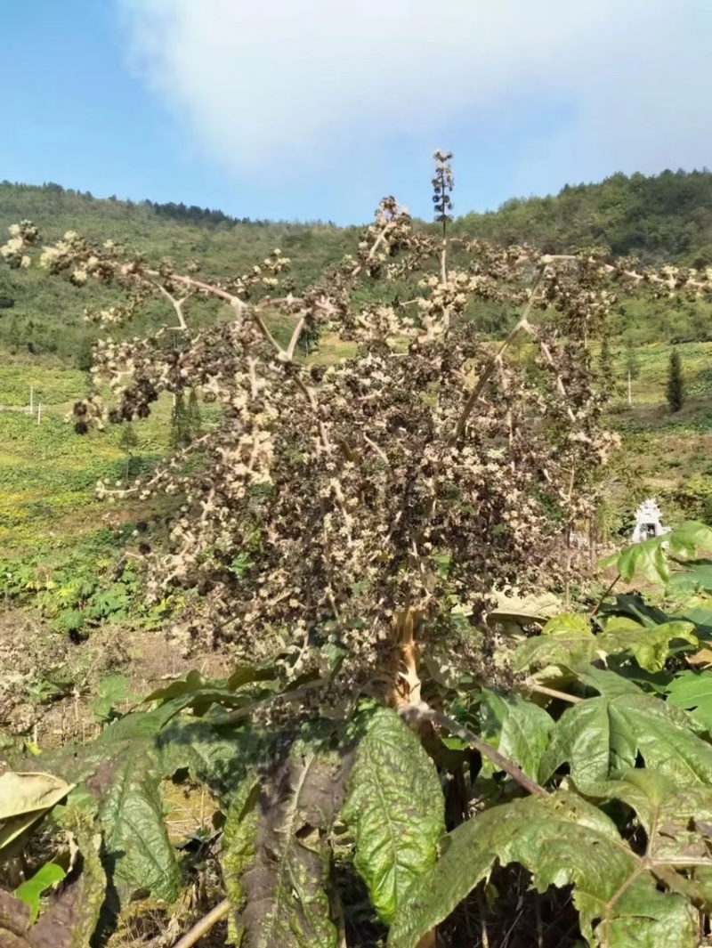 大通草种子