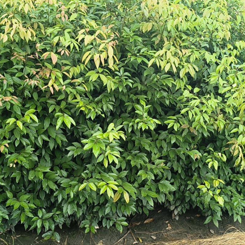 四川天竺桂大量有货存活率高品质优可视频看货欢迎咨询
