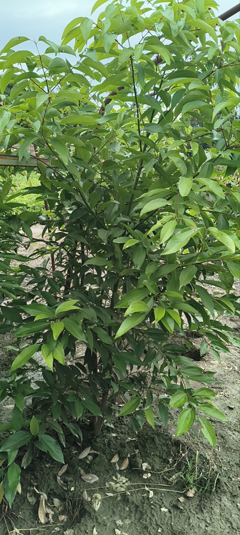 四川天竺桂大量有货存活率高品质优可视频看货欢迎咨询