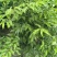 四川天竺桂大量有货存活率高品质优可视频看货欢迎咨询