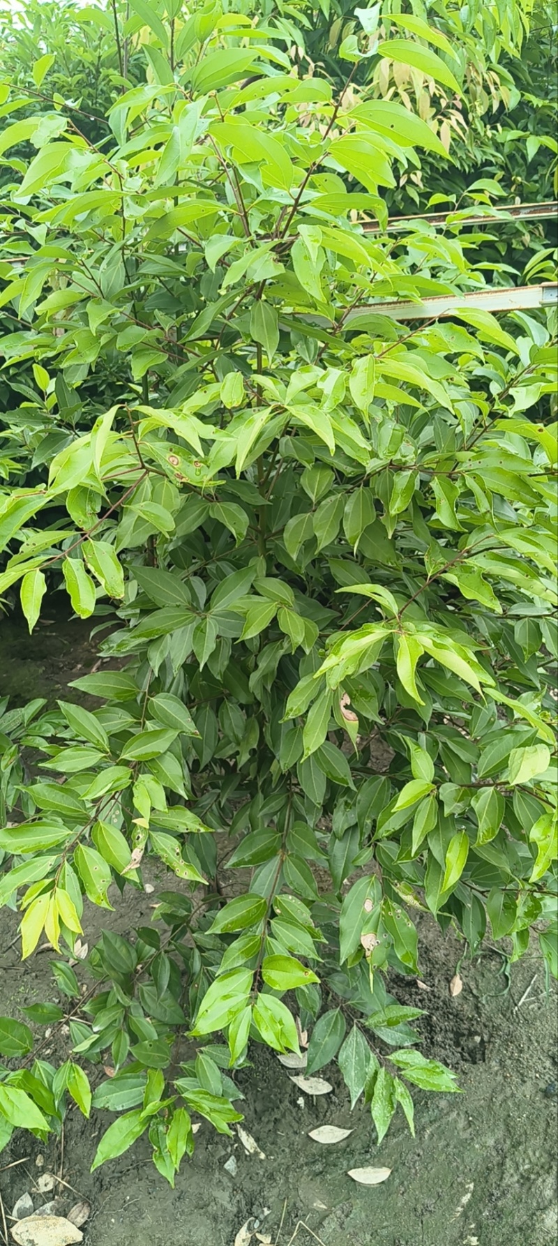 四川天竺桂大量有货存活率高品质优可视频看货欢迎咨询