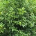 四川天竺桂大量有货存活率高品质优可视频看货欢迎咨询