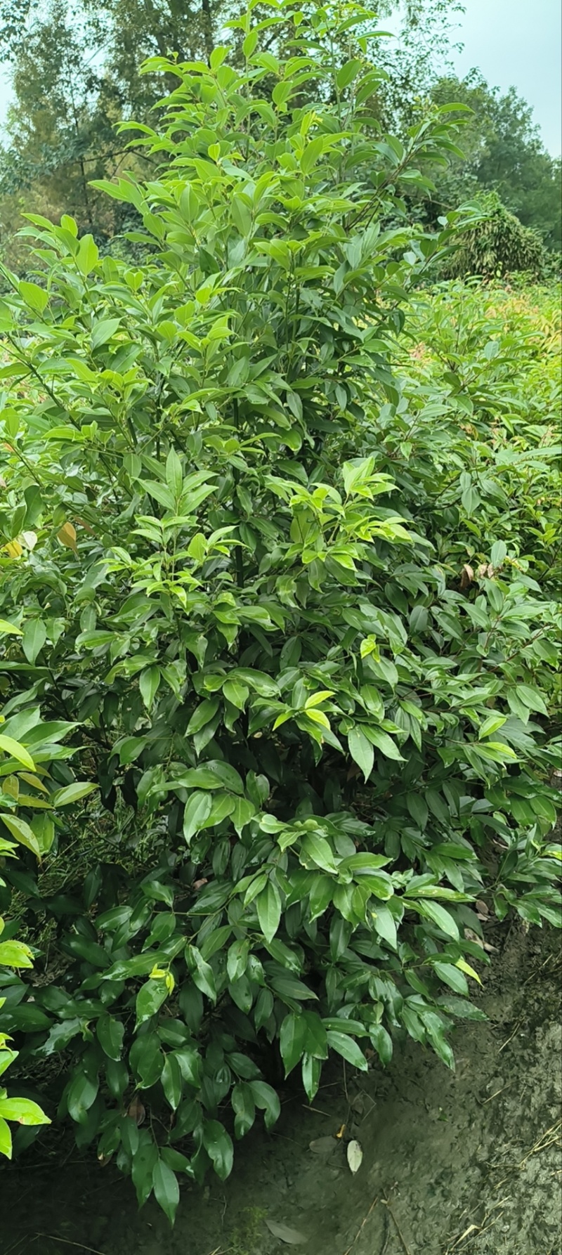 四川天竺桂大量有货存活率高品质优可视频看货欢迎咨询