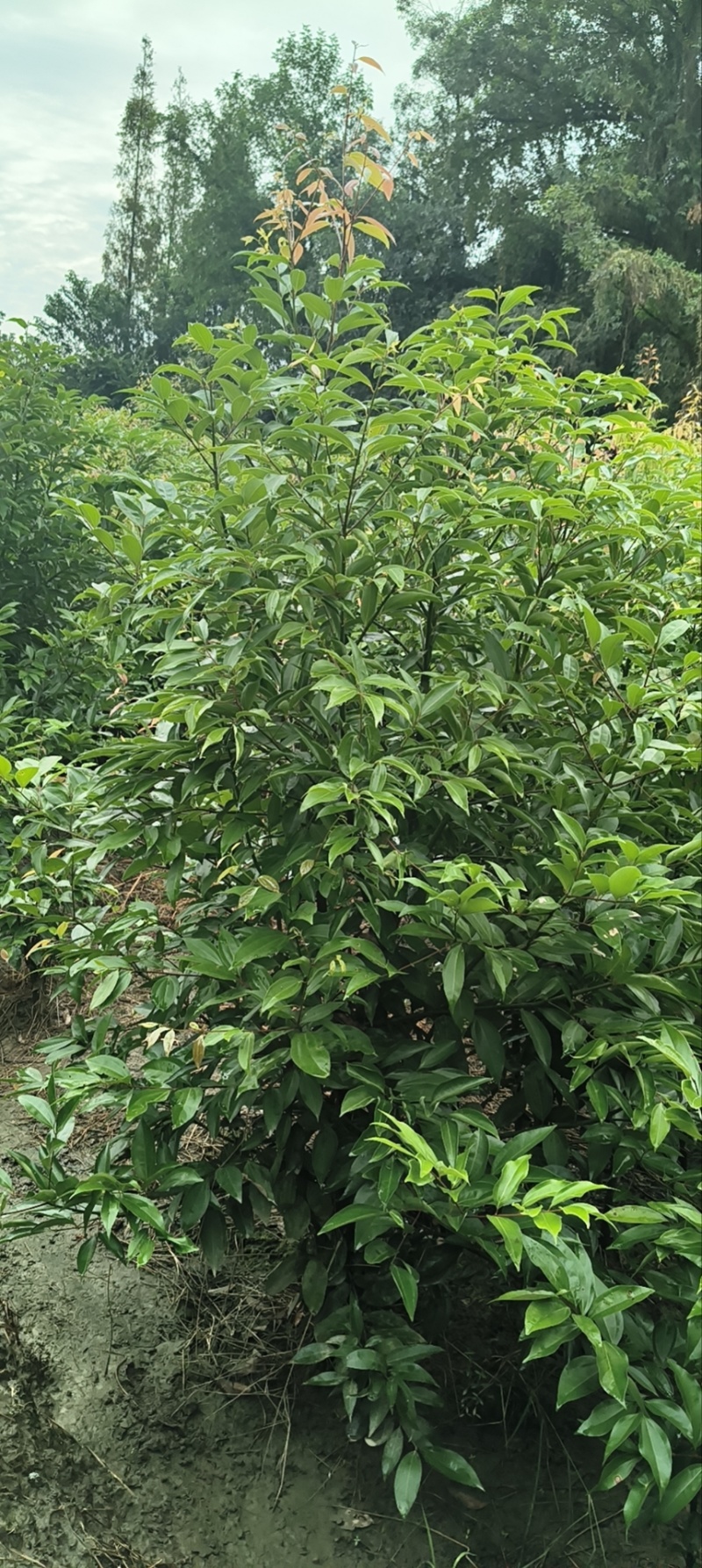 四川天竺桂大量有货存活率高品质优可视频看货欢迎咨询