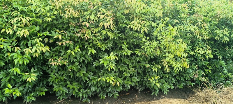 四川天竺桂大量有货存活率高品质优可视频看货欢迎咨询