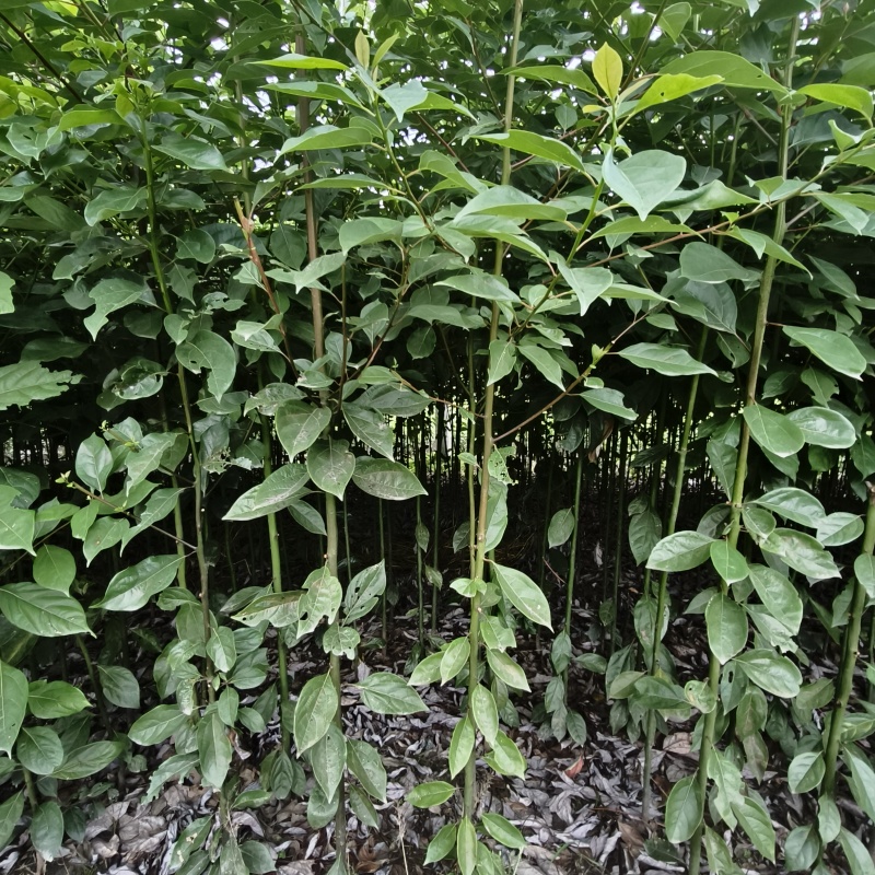 自产自销数量几千颗