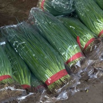 本地精品香葱大量有货，质量可以，价格不高，需要的老板联系