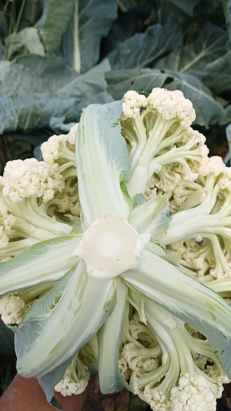 精品松花菜