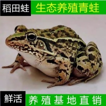 湖北稻田青蛙现捕现发规格齐全一手货源欢迎咨询