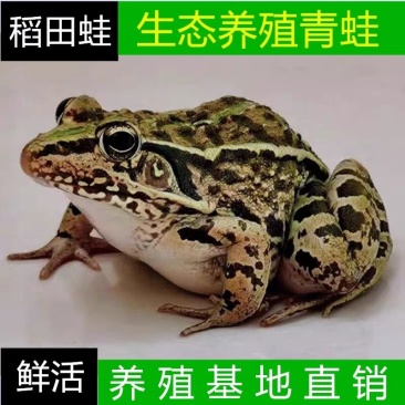 湖北稻田青蛙现捕现发规格齐全一手货源欢迎咨询