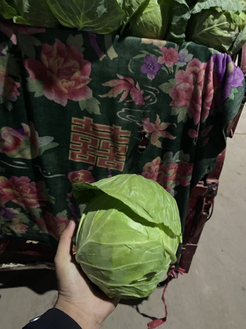 本地精品甘蓝大量上市，供应稳定价格不高，欢迎各位采购