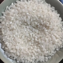 2024年食用大米