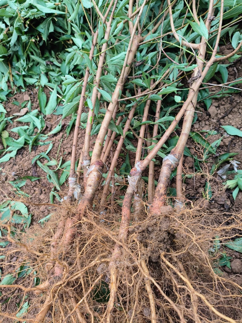 蜂糖李孑苗大量出售。