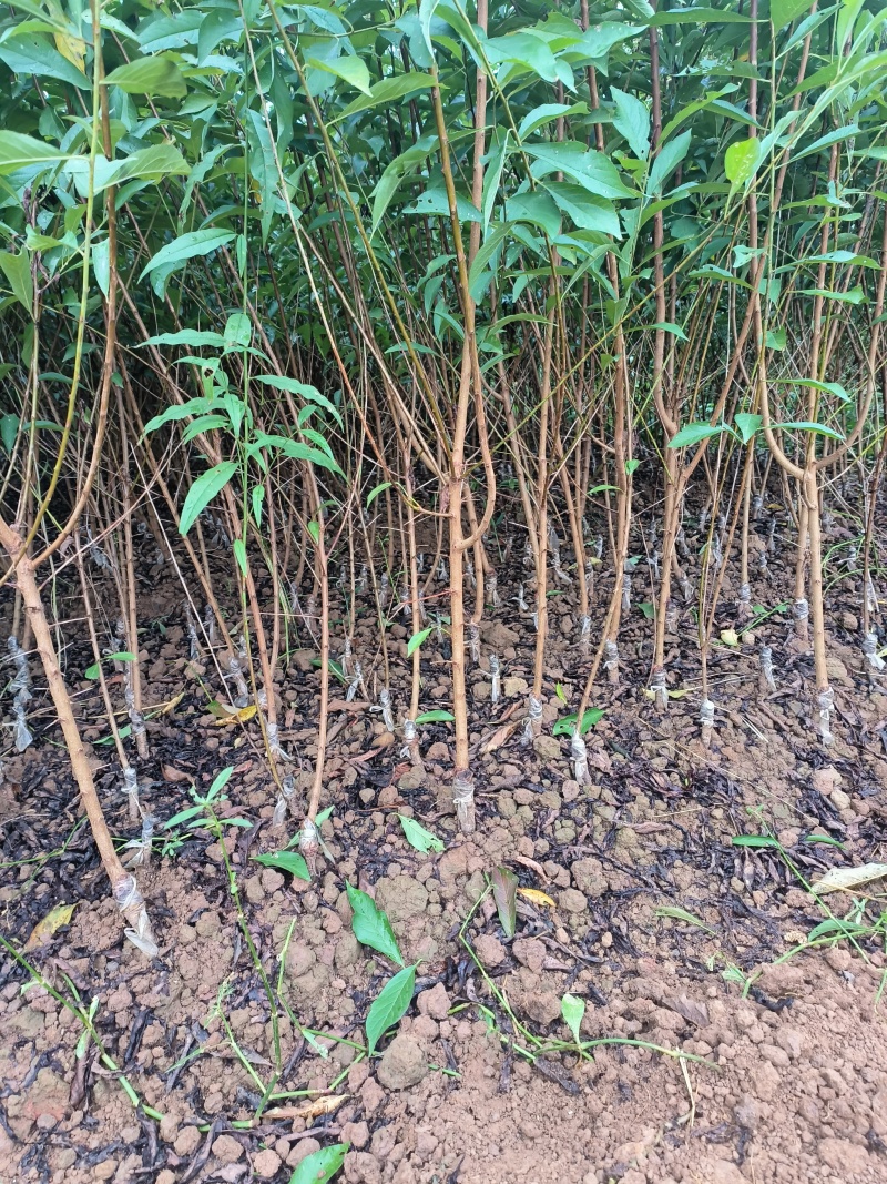 蜂糖李孑苗大量出售。