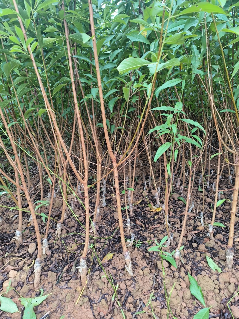 蜂糖李孑苗大量出售。