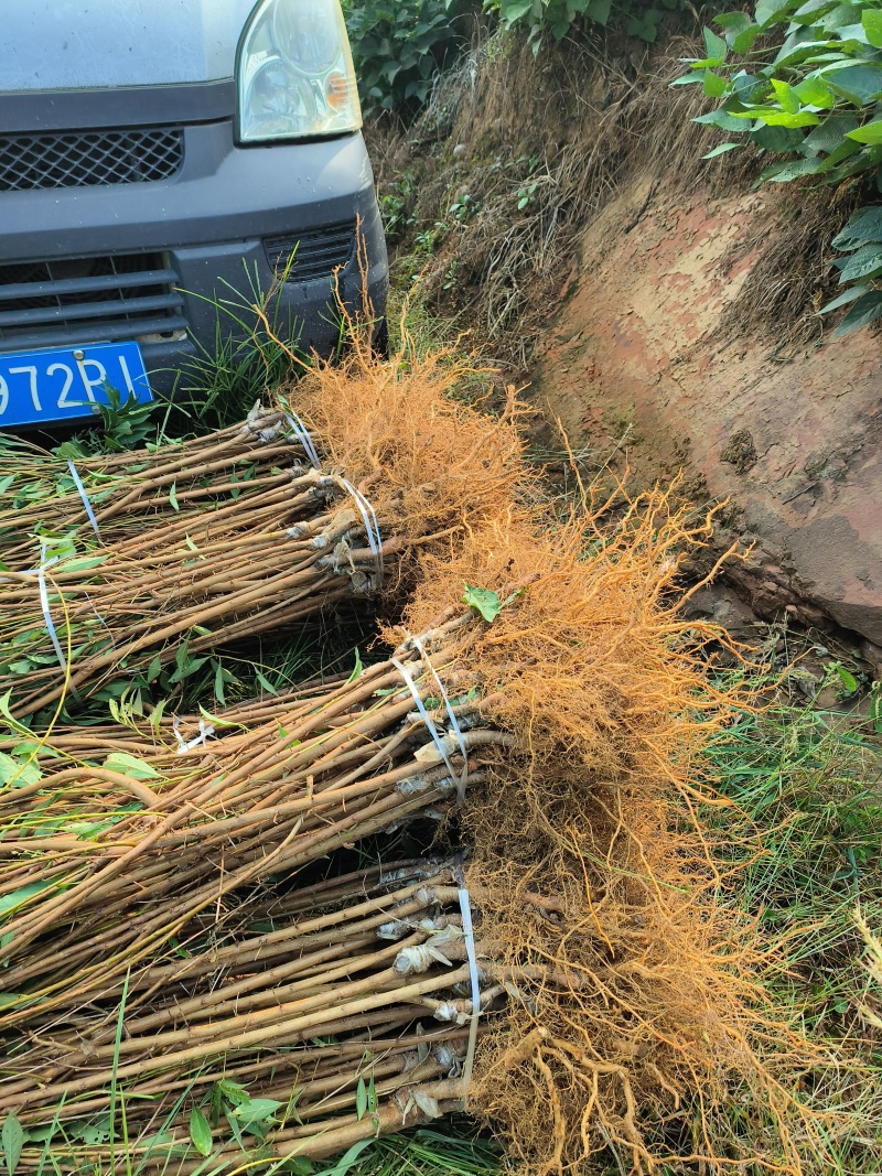 蜂糖李孑苗大量出售。