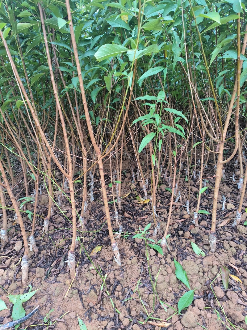 蜂糖李孑苗大量出售。
