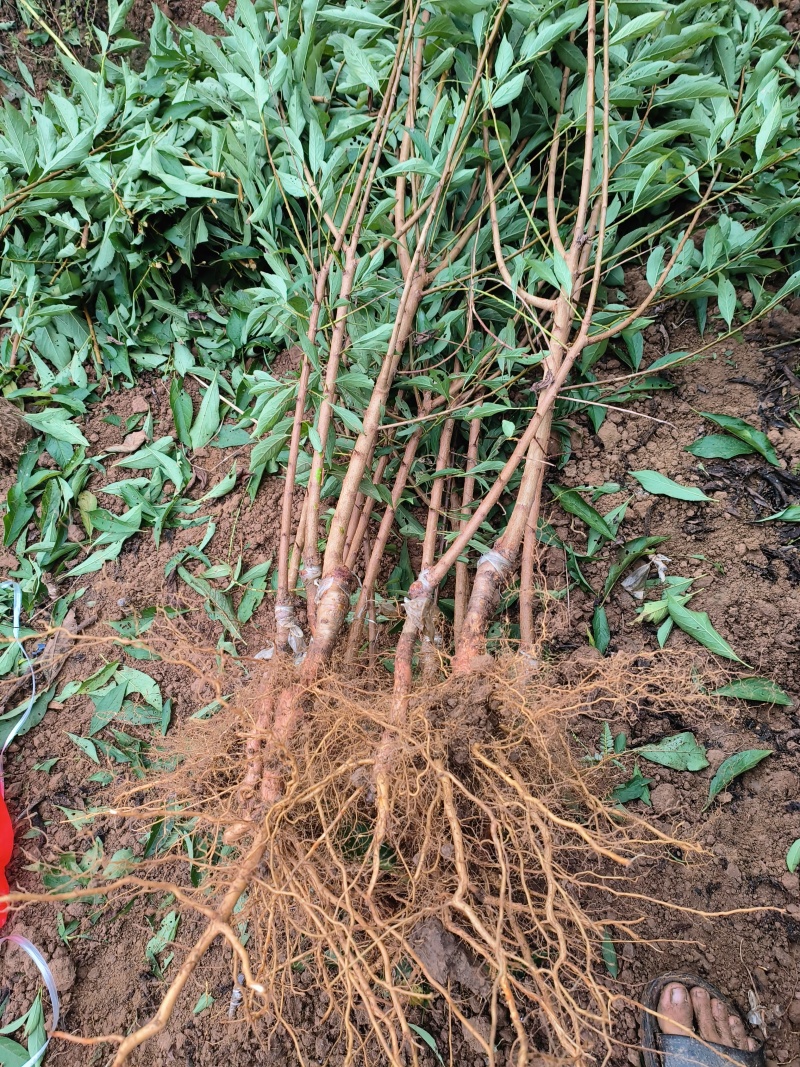 蜂糖李孑苗大量出售。