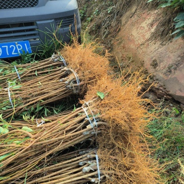 蜂糖李孑苗大量出售。